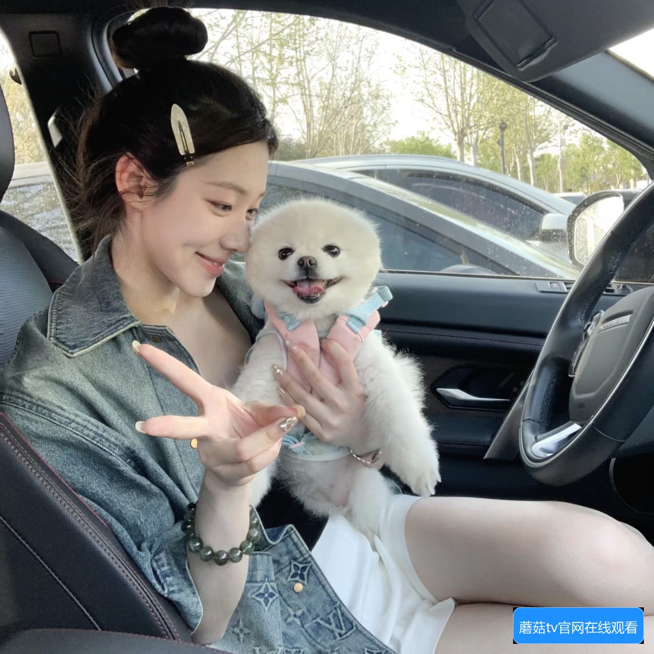 蘑菇TV网页版怎么使用？常见问题与操作指南解析